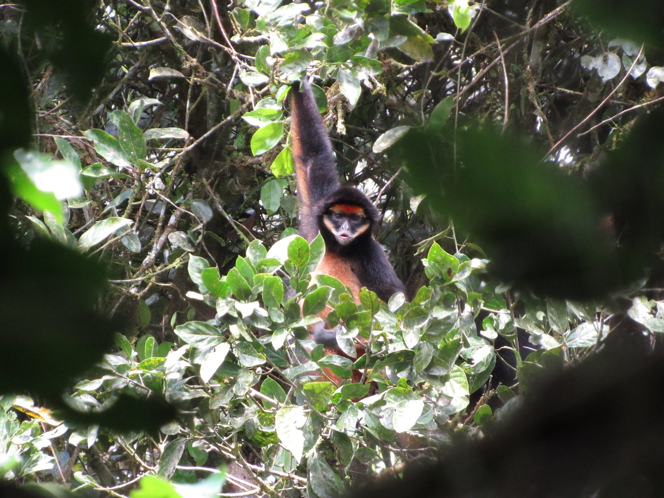 Maquisapa de vientre amarillo