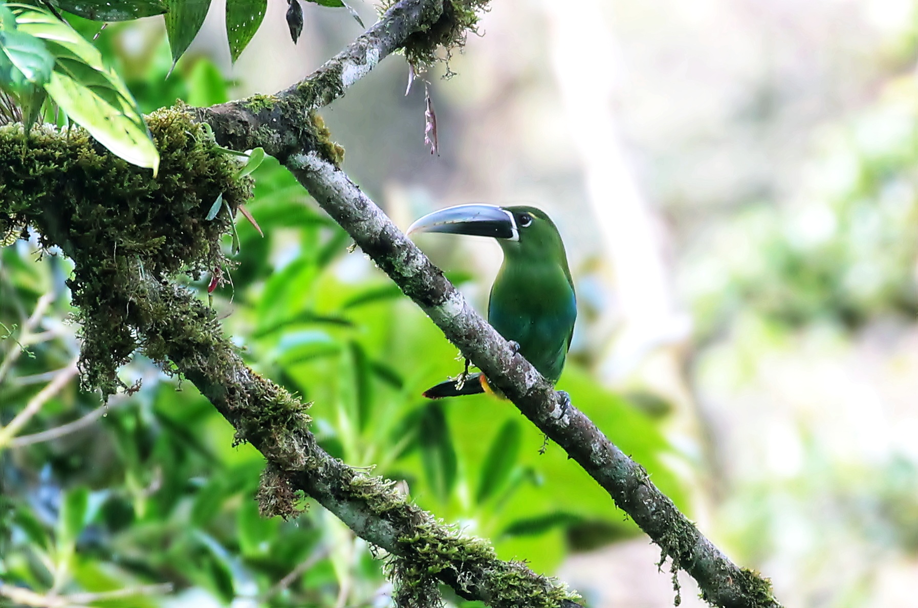 tucaneta del Huayabamba