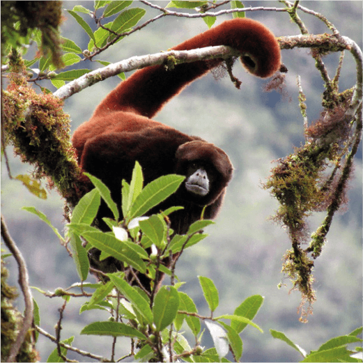 Mono choro cola amarilla