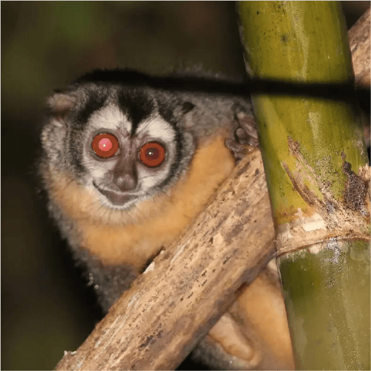 mono andino nocturno